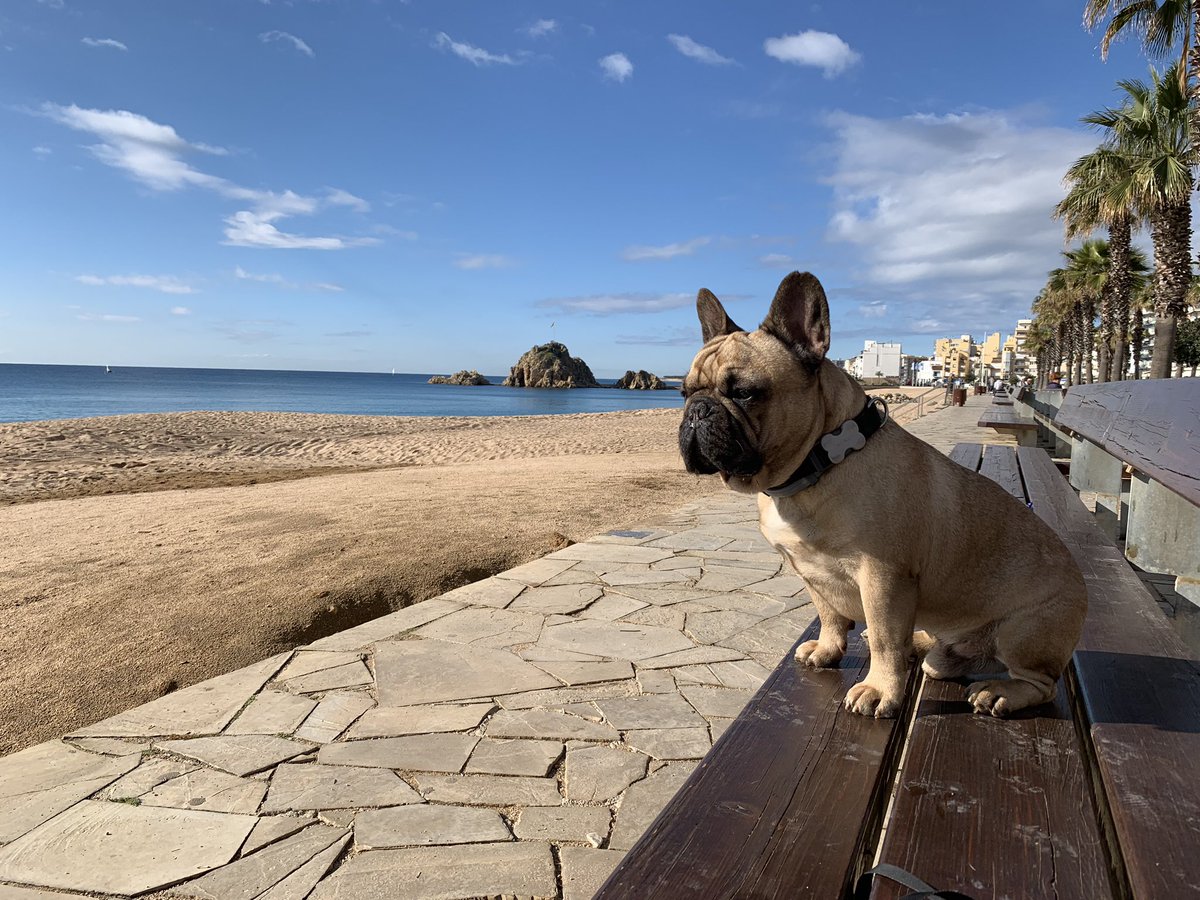 Cooper_tinelli's tweet photo. #frenchbulldog 
thinking about how lucky I am.
Thanks mom @LaraTinelli 💕 https://t.co/8bywVeCCem