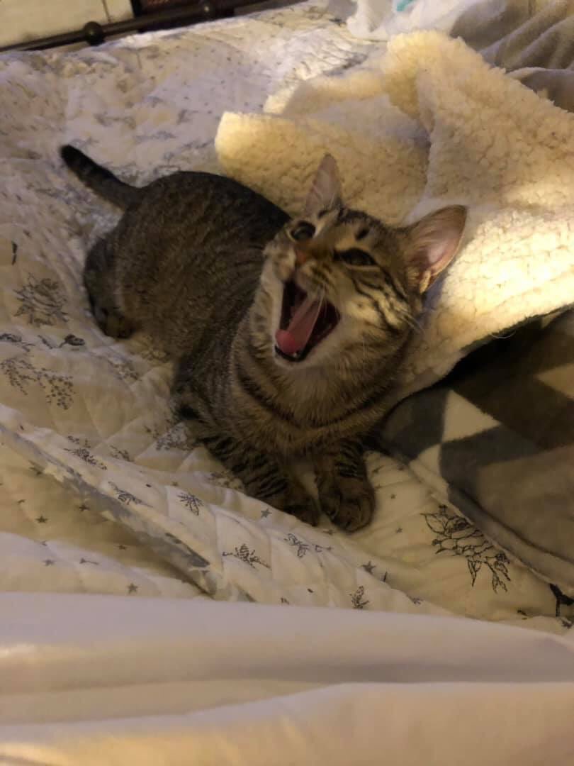 WilliamsonFrwrd's tweet image. It’s #NationalPetDay  !! #WilliamsonForward follower @cillreed has this adorable and oh so funny kitten that might be my spirit animal today! 😂 share your pet photos!! ##WilliamsonWV #furbabies