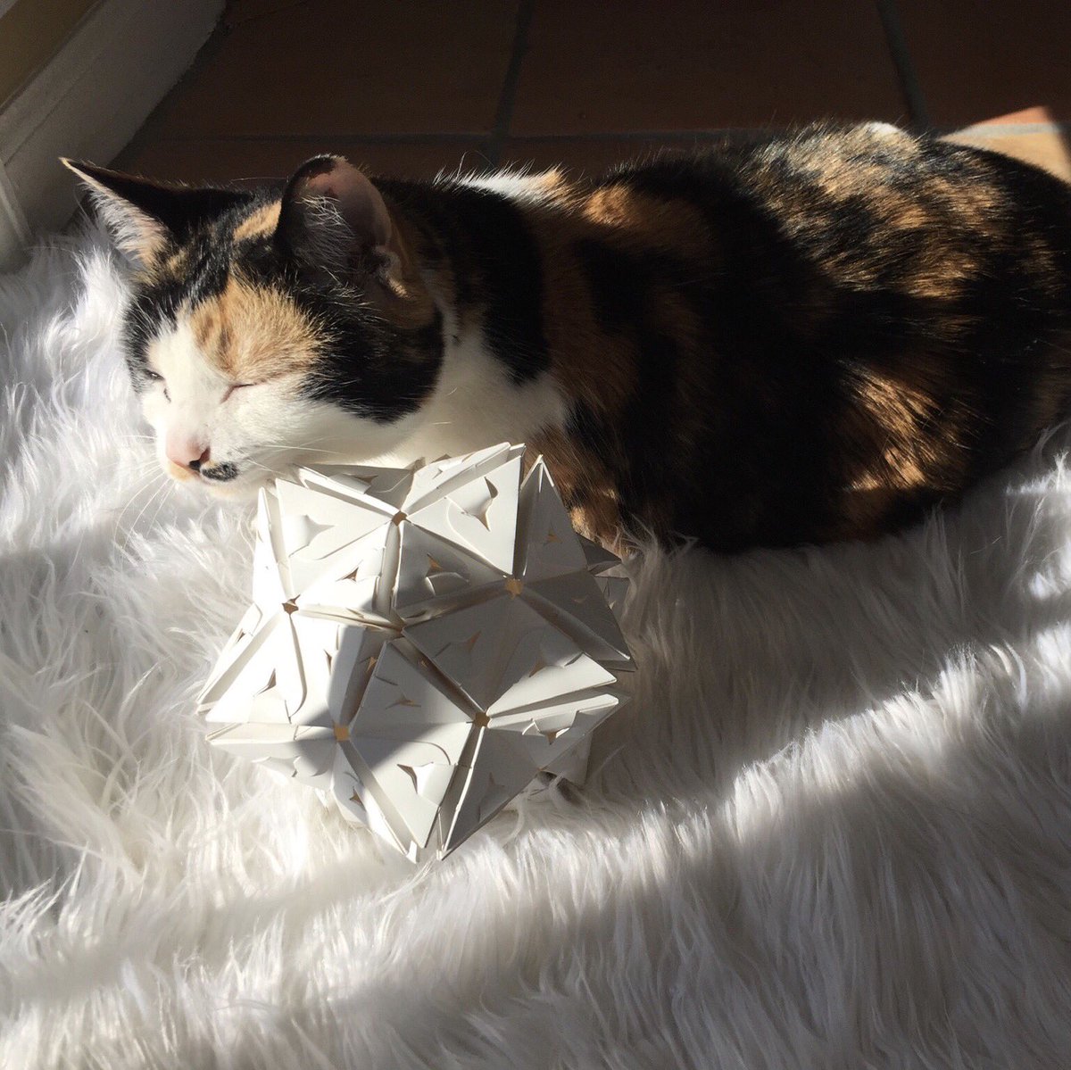 modulumi's tweet photo. 😺🌾🌞meet baggins! she likes to eat grass &amp; sunbathe in our design studio. happy national pet day from modulumi!
⠀⠀⠀⠀⠀⠀⠀⠀⠀
#nationalpetday #catsofinstagram #cat #cats #catstagram #kitty #kittycat #calico #calicocat #calicocatsofinstagram #catsofatlanta #baggins https://t.co/yaurF58Ql3