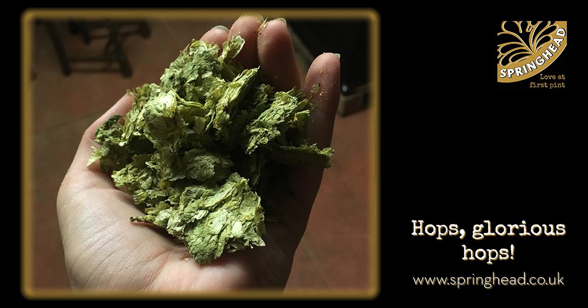 Hops, glorious hops! This little handful of joy is of the Pilgrim variety, destined to one day fulfill its hoppy potential and become a delicious drop of Left Lion!

#leftlion #bitter #pilgrim #hops #brewing #brewery #microbrewery #beer #realale #craftbeer #nottinghamshire