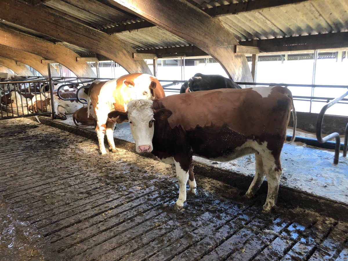 Nu op werkbezoek in Amstelland. Deze dames hebben zwangerschapverlof 😃 #AGVopbezoek
