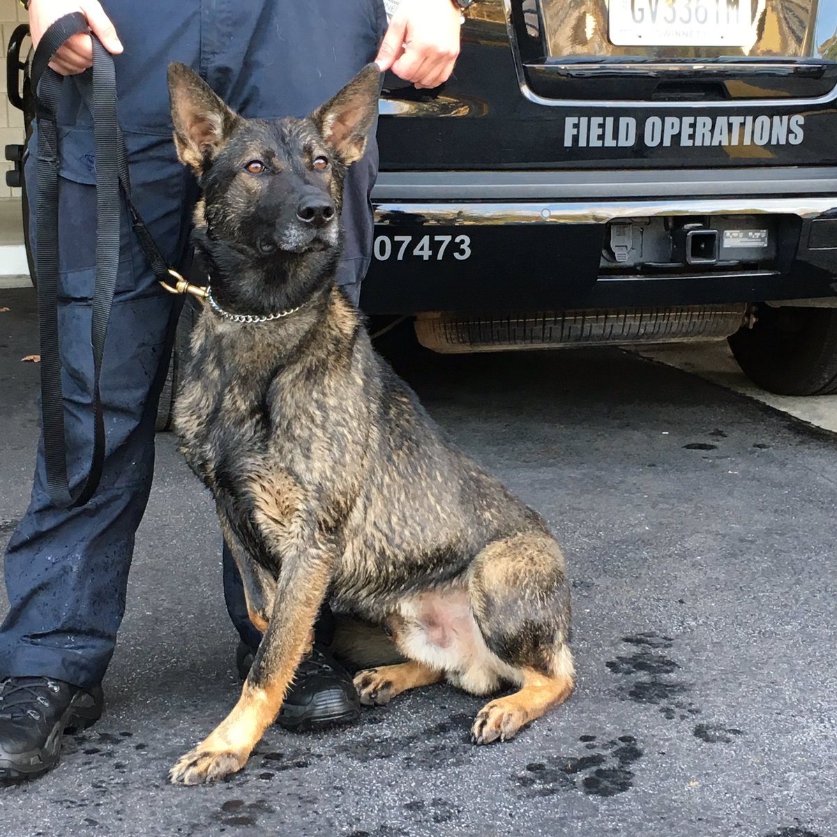 GwinnettSO's tweet photo. Itβs #NationalPetDay
Show us your pets! #K9Paco #K9Armo πΆππΎ https://t.co/LateWeZzBd