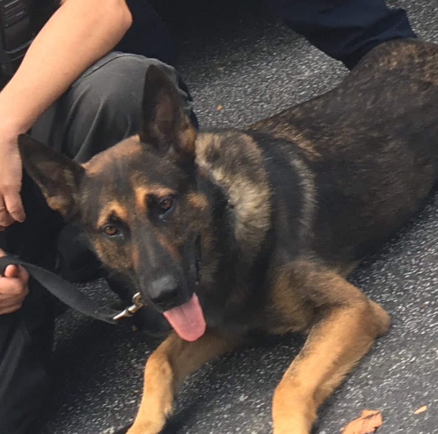GwinnettSO's tweet photo. Itβs #NationalPetDay
Show us your pets! #K9Paco #K9Armo πΆππΎ https://t.co/LateWeZzBd