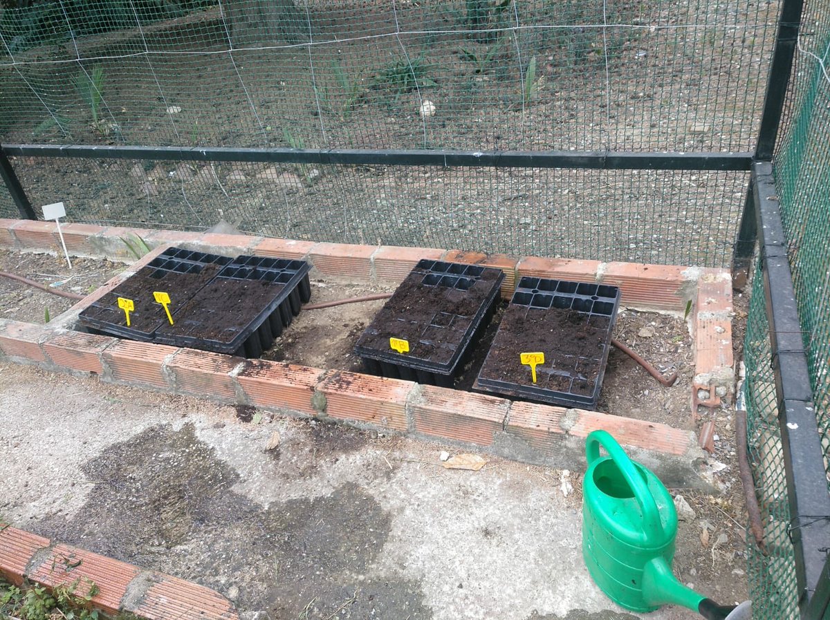iesrrcc's tweet photo. El Programa "Escuela Espacio de Paz" está llevando a cabo durante el presente curso la creación de un vivero forestal y de plantas aromáticas. Este proyecto pretende el fomento de valores entre nuestro alumnado y se realiza en colaboración con ANNE Axarquía). #EEPaz https://t.co/YSlpjmFClM