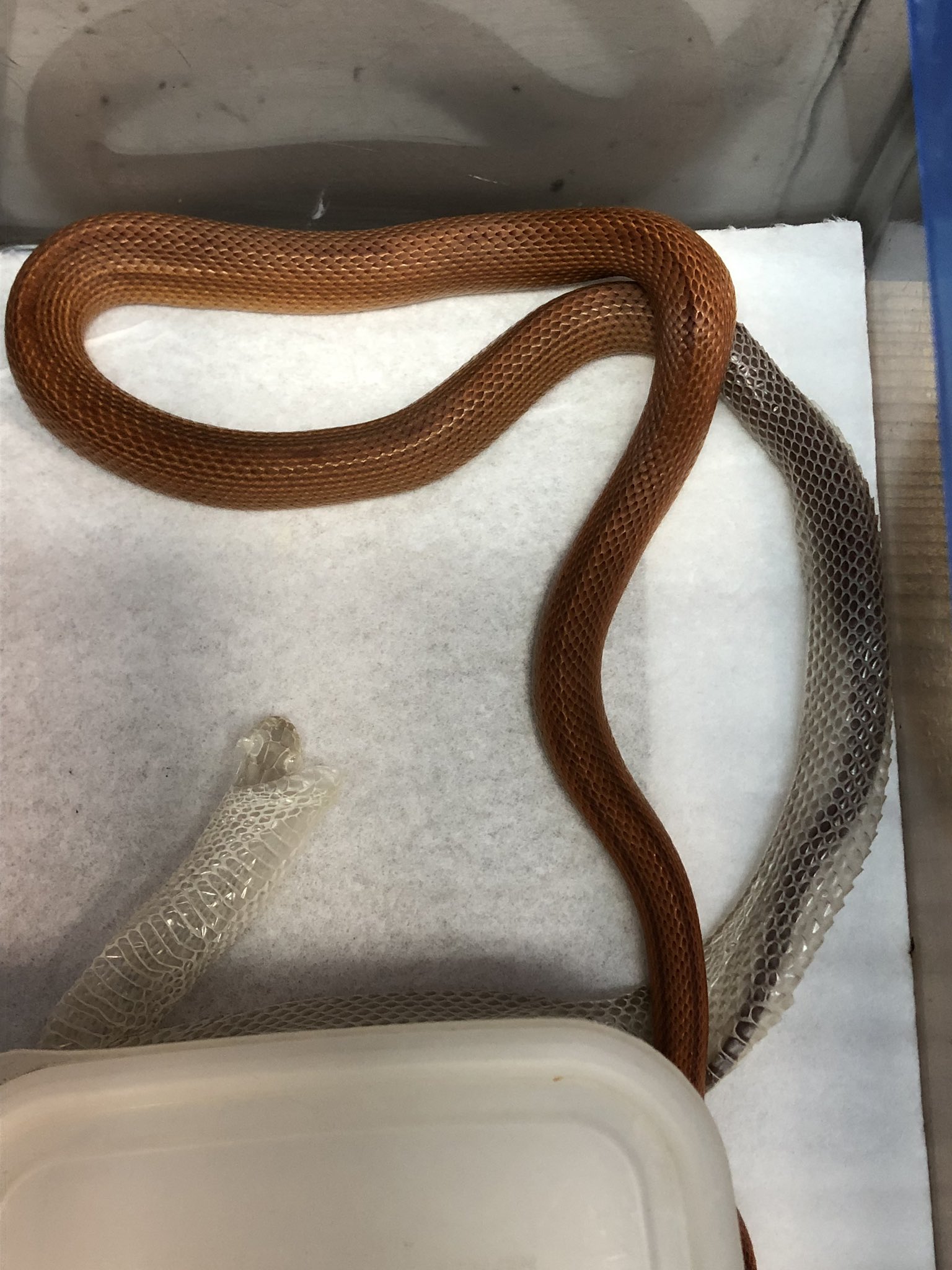 埼玉県こども動物自然公園 公式 先日 なかよしコーナーで飼育しているコーンスネーク アカダイショウ が綺麗に脱皮しました が 時間が経つと しわしわになっていました こちらのコーンスネークは ふれあい練習中です 慣れてきたら土日祝日限定