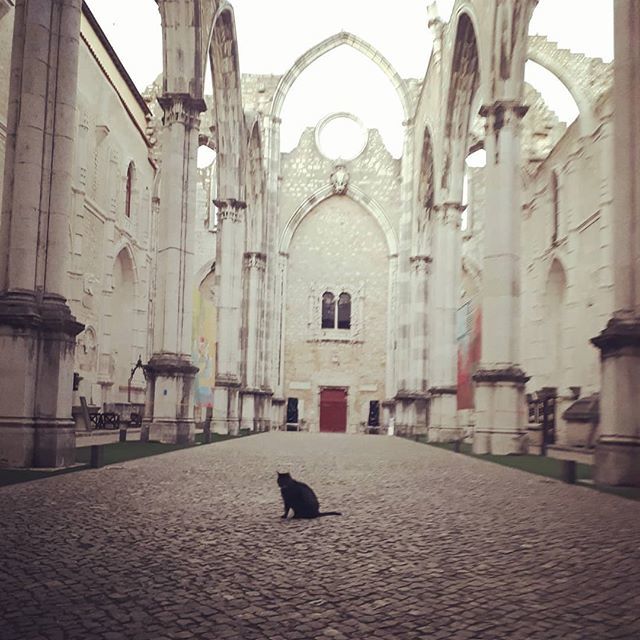 arqueologos_pt's tweet photo. Nuno, o guardião do Carmo
#associacaodosarqueologosportugueses #aap #museuarqueologicodocarmo #MAC #caromoruins #carmocat #catstagram #instacat #mac https://t.co/7XF3xOWgfW https://t.co/5WyQmHHGeM
