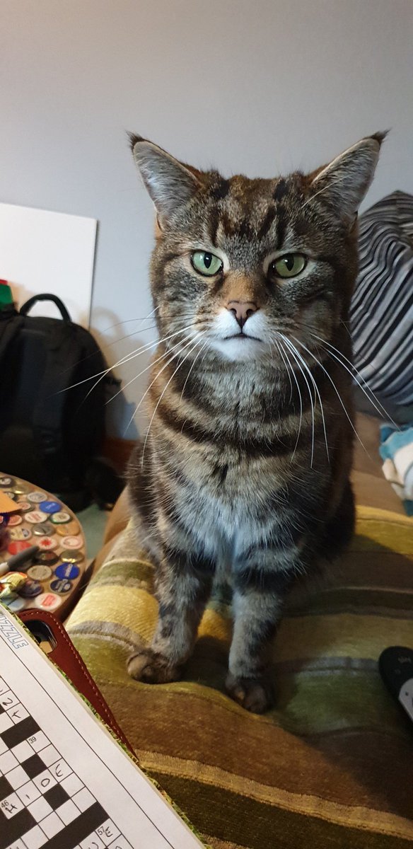 tyrabobo's tweet photo. @myLondis @DreamiesUK My little Gizmo loves her dreamies! #yesplease https://t.co/BQyh0Kf8FD