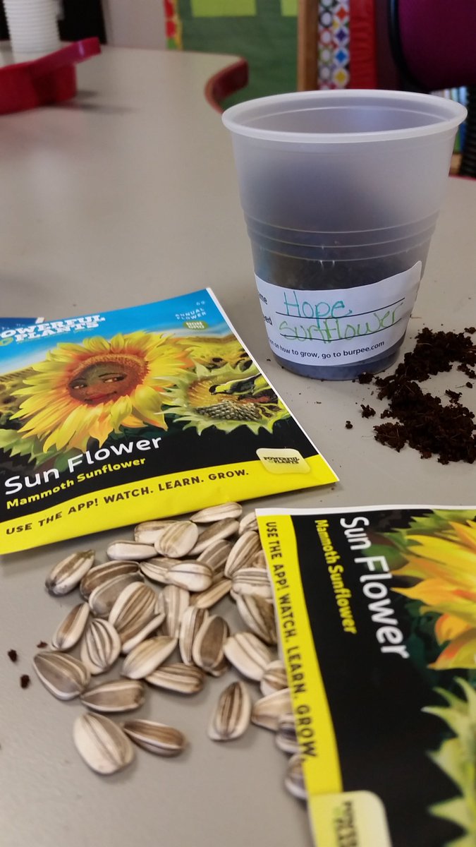sbcrank's tweet photo. I love to get my students excited about gardening. Thank you @BurpeeHG for helping me get my kiddos hands in the dirt and their minds "growing". #pqproud #greenthumbs #burpeegarden #powerfulplants #bigkahuna #sunflowers https://t.co/CHoZrmk6PF