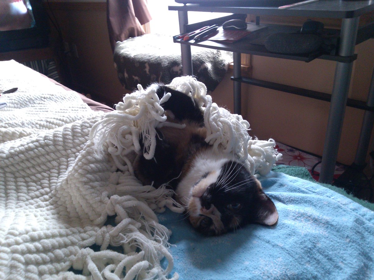 JGM721's tweet photo. Every day is #NationalPetDay around my house!🤪❤ #theyreincharge #cats #animalsjustwanttobeloved #adoptdontshop https://t.co/zpktVAhIp4