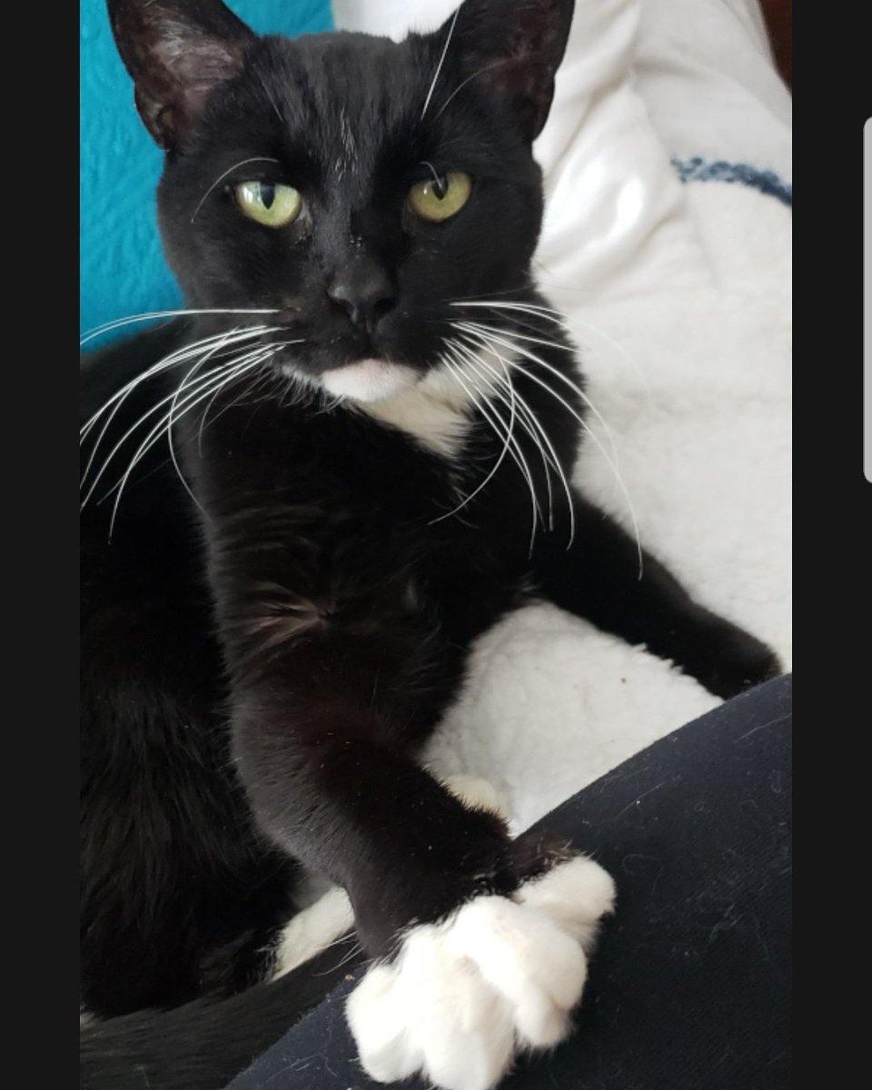 JGM721's tweet photo. Every day is #NationalPetDay around my house!🤪❤ #theyreincharge #cats #animalsjustwanttobeloved #adoptdontshop https://t.co/zpktVAhIp4