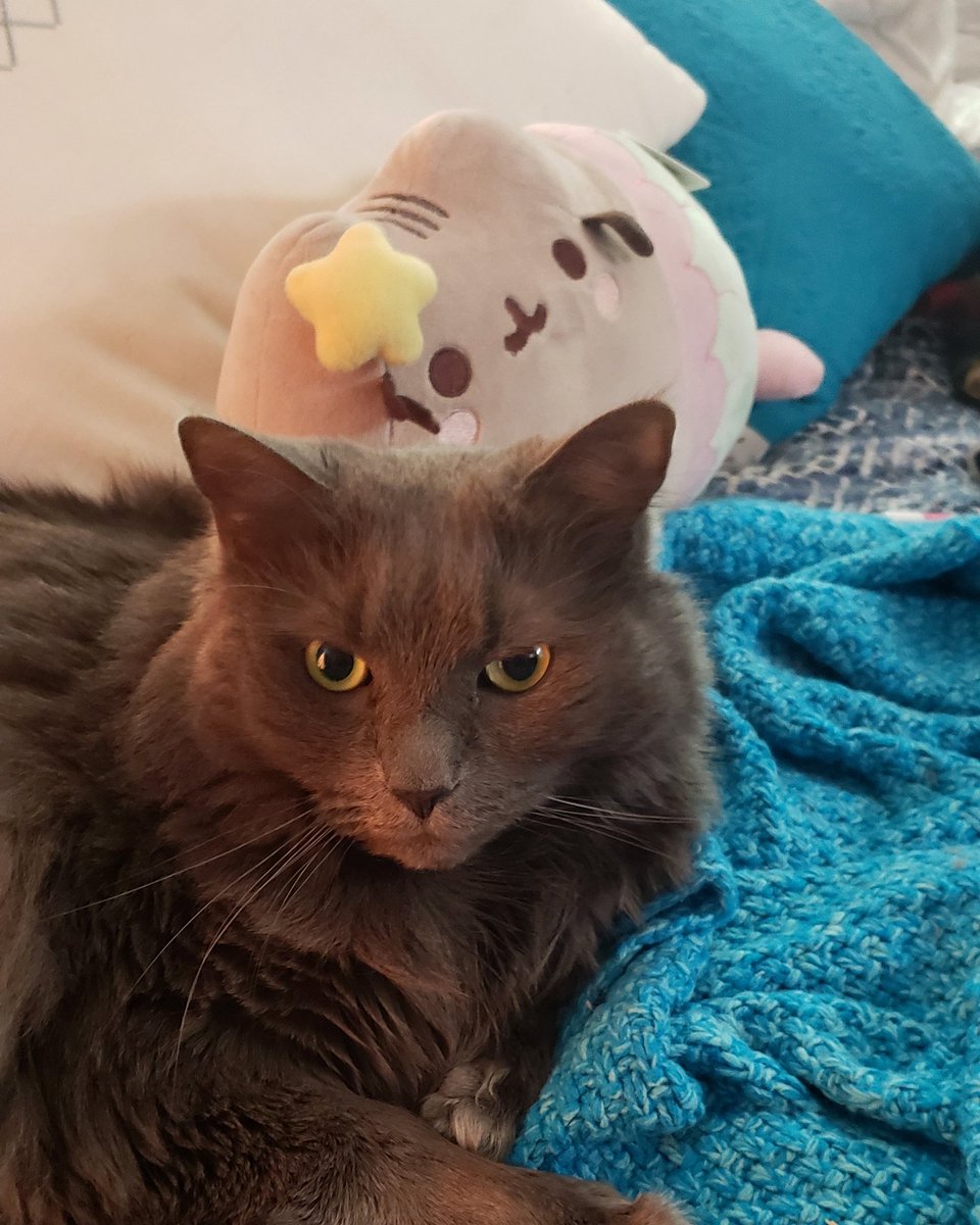JGM721's tweet photo. Every day is #NationalPetDay around my house!🤪❤ #theyreincharge #cats #animalsjustwanttobeloved #adoptdontshop https://t.co/zpktVAhIp4