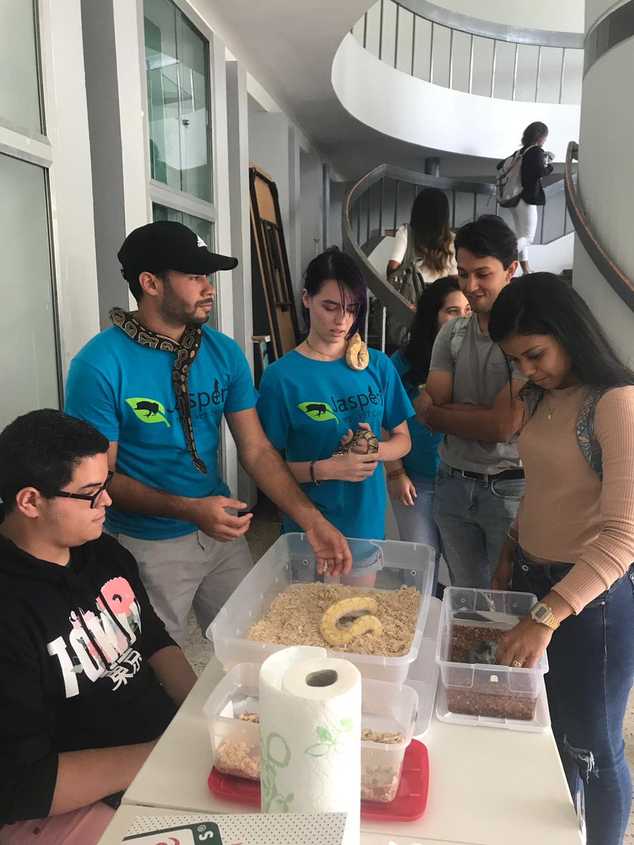 JasperiPreVet's tweet photo. Exhibición de serpientes y tortuga en la venta de nuestro grupo rojo de iniciantes. 🦊🦊🐍🐍💙 https://t.co/Kp8KMpmdCP
