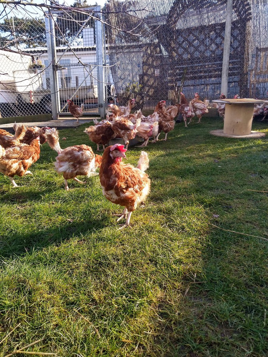 We have lots of Hens rescued from a battery farm, they would like safe secure for ever homes!
If you are interested please email admin@animals-in-need.org
<a href="/NTelegraph/">Northants Telegraph</a>