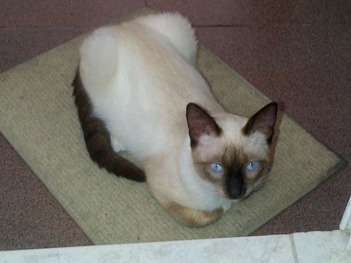 Aníbal...! tweet media