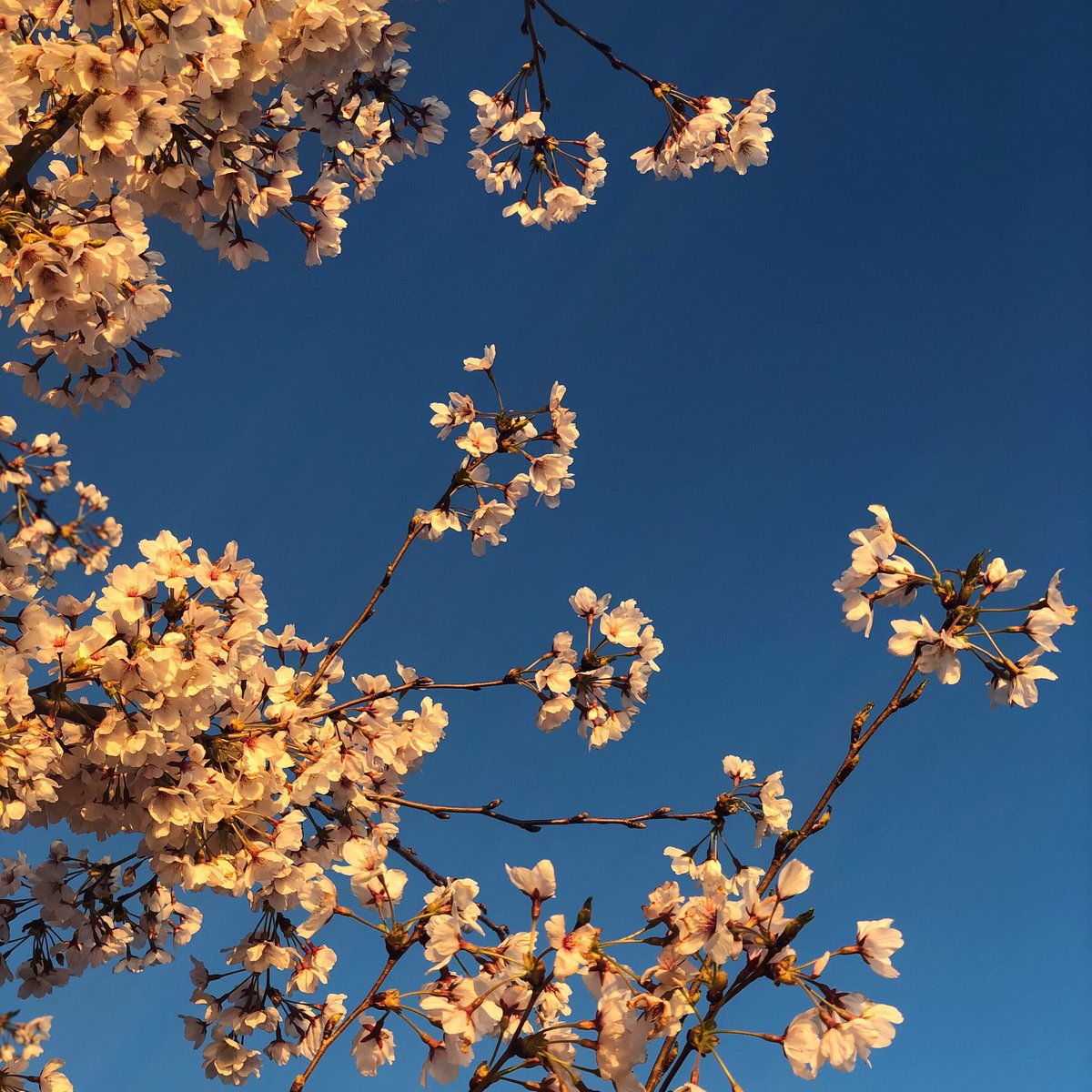 DistrictOffices's tweet photo. 🌸Cherry Blossom Special🌸 discounted rate on a private office in a beautiful building on Capitol Hill. Sign up with us before May 1st to redeem offer. 202-223-5200 •••••••••••••••••••••••••••••••••••
#dc #dcoffice #dcprofessional #capitolhill https://t.co/IFEWnMw6ht