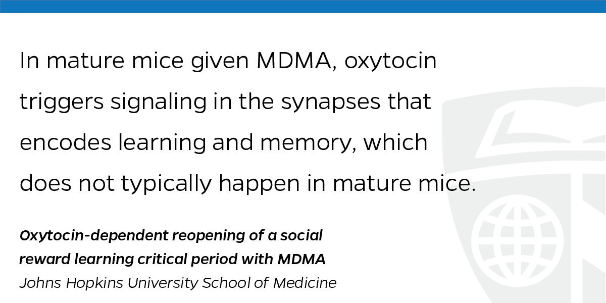 JohnsHopkins's tweet photo. 👩‍🔬 MDMA, or ecstasy, reactivates a learning period for social rewards, allowing subjects to form positive associations where none existed before, found neuroscientist Gül Dölen. https://t.co/Yax7bzkxQx