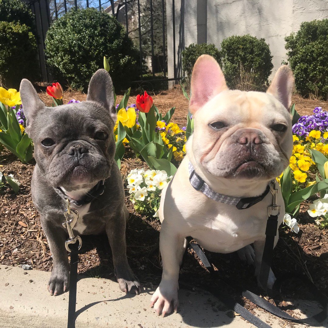 bills_package's tweet photo. Why did the dog drink a bottle of wine? He was having a ruff day! 😆🐶🍷

Happy #NationalPetDay from the #BillsPackagePups! #BoozeBullies https://t.co/mSiyBxDhsY