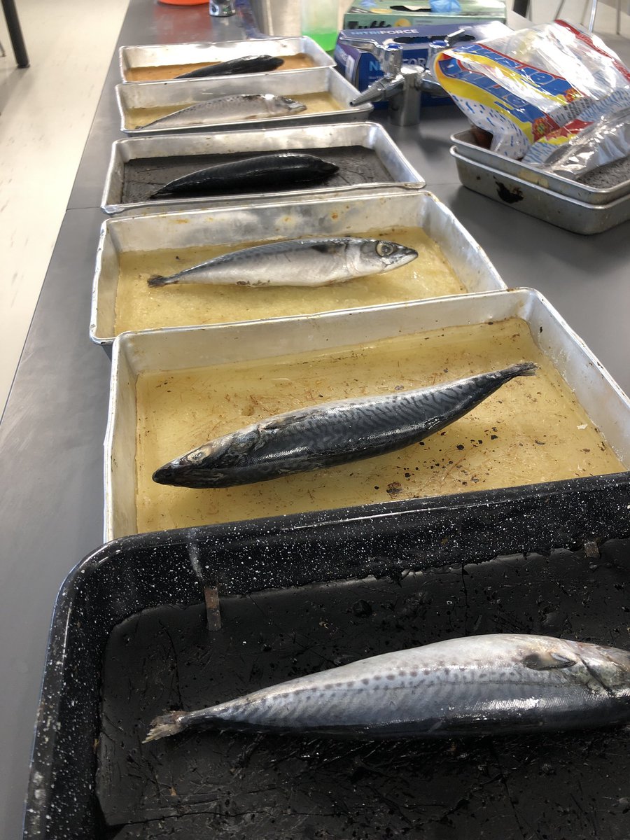 AngelicaJoyCCLS's tweet photo. Today at @LifeAtWestmount...#Grade10 Fish dissection! After learning about the circulatory, digestive, and respiratory systems...students looked for them in fish π π. #scienceinaction #fishdissection #lifeatwestmount https://t.co/kvElOGwDOa