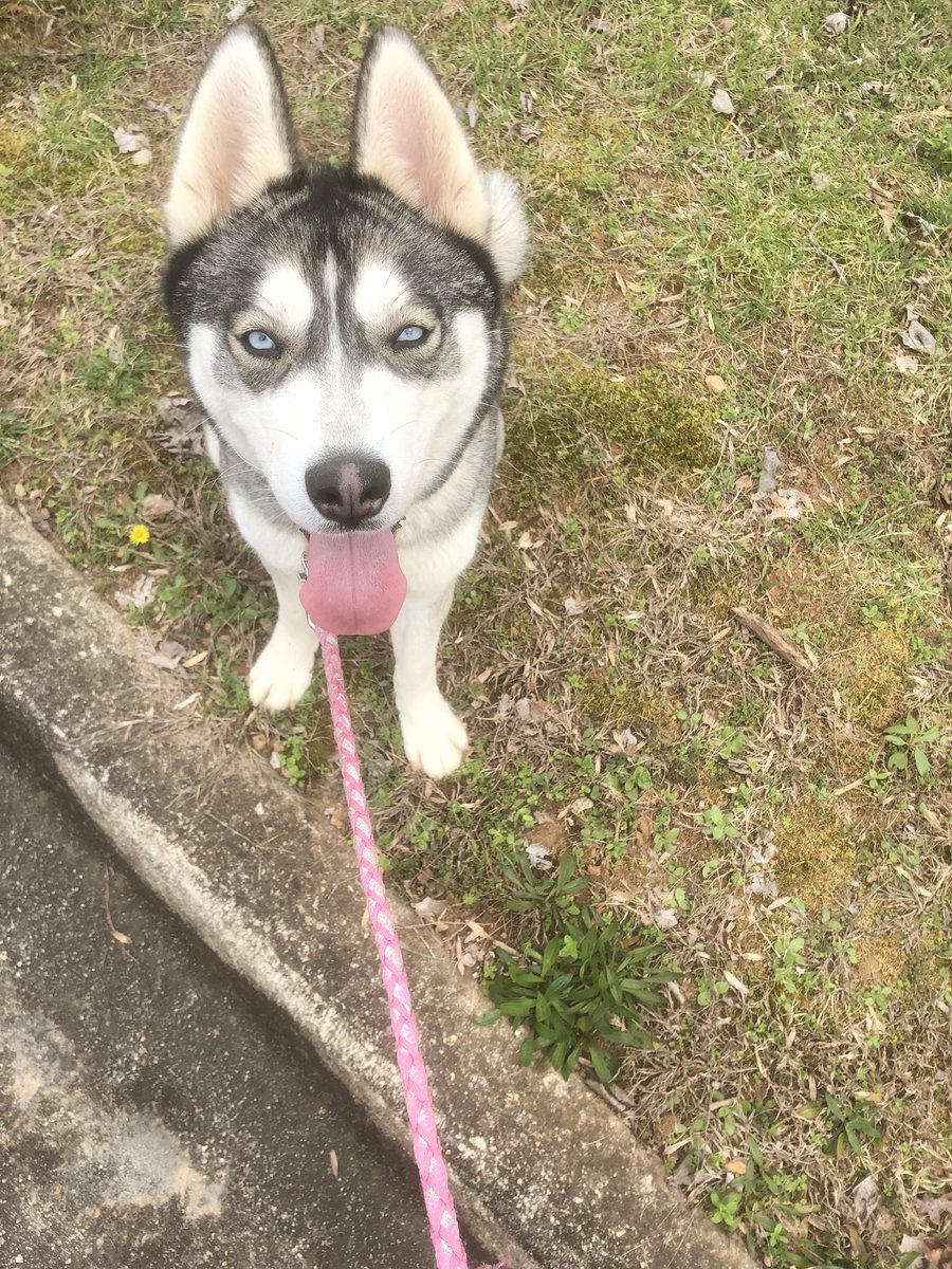 Sacksmooth's tweet image. Who wanna bath my husky and trimmed her hair $40 Gwinnett Ga area????