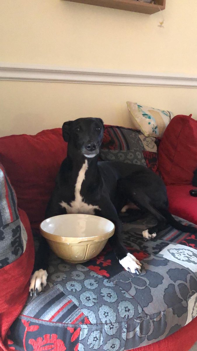 Ralphy_boy1's tweet photo. My human made a cake and I helped by cleaning the bowls 🐾 https://t.co/b5wNLGWZzb