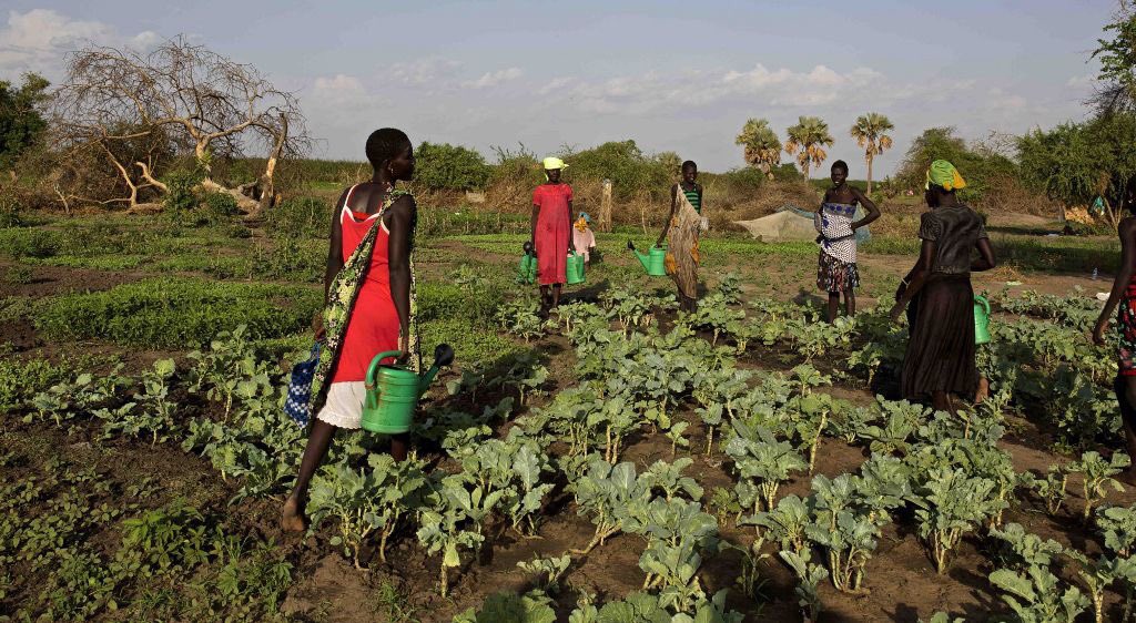 Diar Foundation’s Women’s Farm School currently has 506 women farmers growing food to feed and support themselves and their families.  Their harvest is life giving and life changing!
#harvestoflife
#womenfarmers
#wearediar
#womensfarmschool
#womenofsouthsudan
#changinglives