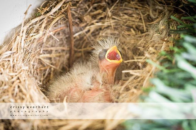 crissyeverhart's tweet photo. Tiny little dinosaurs outside the studio door! 
#babybird #feedme #birdnest #housefinch https://t.co/t0WW2X4TjQ https://t.co/XXBNczoToh