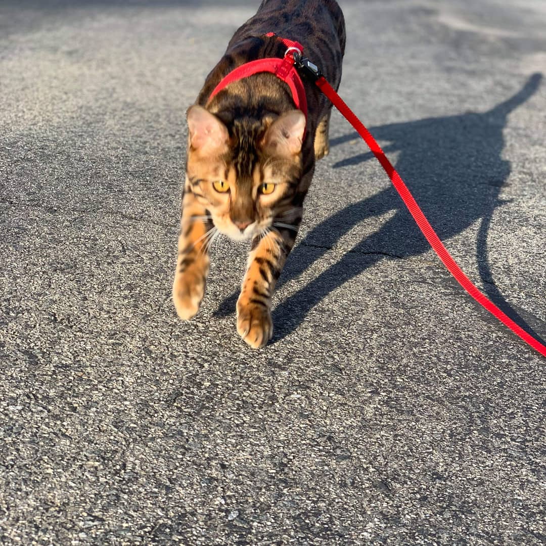 Benjithebengal's tweet photo. Happy National Pet Day fellow Pawfriends πΎ π
#nationalpetday #Nationalpetsday #pawfriends #pets #petstagram #meow #furrfriends #furrtastic #pawtastic #boston #methuen #lovepet #pet #catsphoto #catofinstagram #catoftheday #catphotography #catography #catsofboston #bengalcats https://t.co/8gVA86OZHU