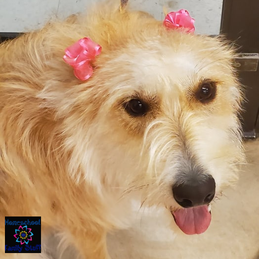 HSFamilyStuff's tweet photo. It's national pet day! Do you have pets? Any of them like to join in school with you?
#NationalPetDay #PetDay #Pets #LoveYourPets #MyPet #YourPet #OurPet #schoolpet #classpet #familyiseverything #homeschool #homeschoolfamily #homeschoolfamilystuff #homesc https://t.co/hYj9NhrhkA https://t.co/Tpktyd2fMy