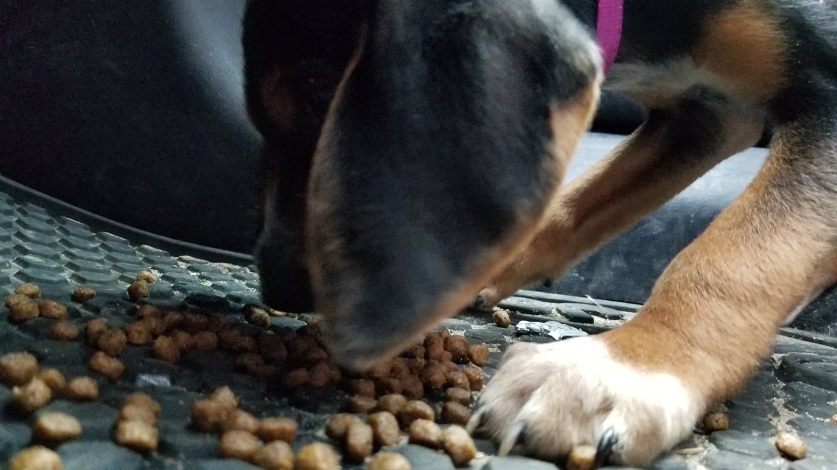 How is your lunch going? After I found Larry, I bought a small bag of puppy food and spread a little across my floormat so he wouldn't inhale it. I didn't give him anymore after that because of the parasites in his tummy. LOOK AT THOSE EARS. 