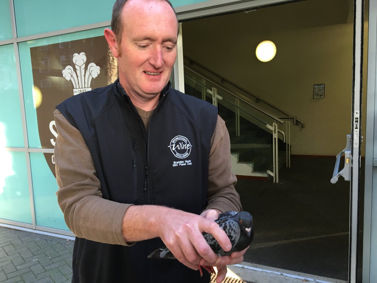 The Australian pigeon whisperer releases his friend outside the Oval. ⁦<a href="/SusanHulmeMW/">Susan Hulme MW</a>⁩ ⁦@wineandsake⁩ #IWC2019