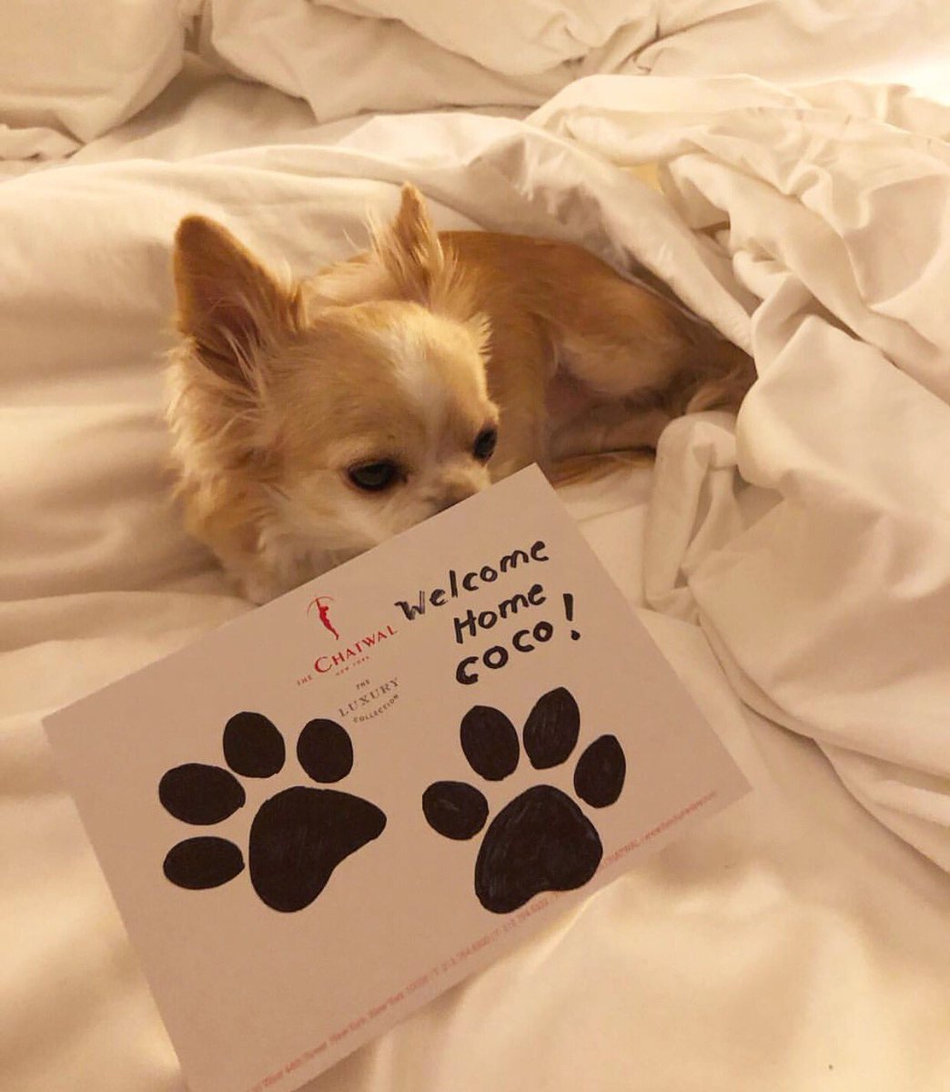thechatwalny's tweet photo. Celebrating our #VIPets this National Pet Day 🐾 #NationalPetDay https://t.co/e0SMhBy0rK