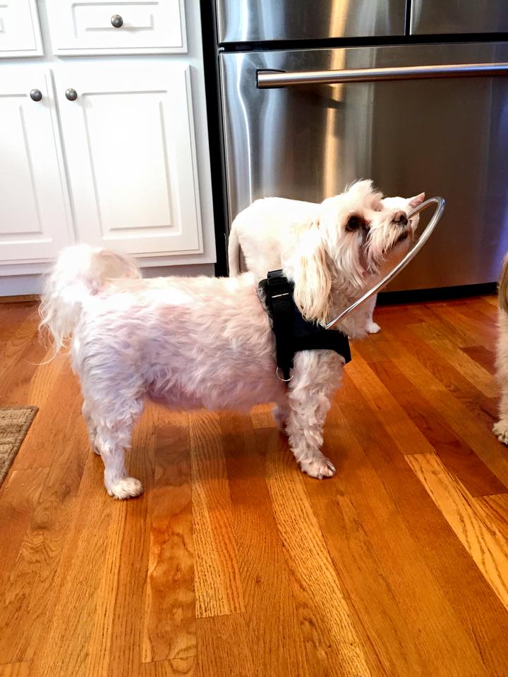 halosforpaws's tweet photo. The Halo vest is the white cane for the blind dog. https://t.co/T3y5xaB8D5 #halosforpaws #blinddogs #Halovest https://t.co/yRhj2f7eGY