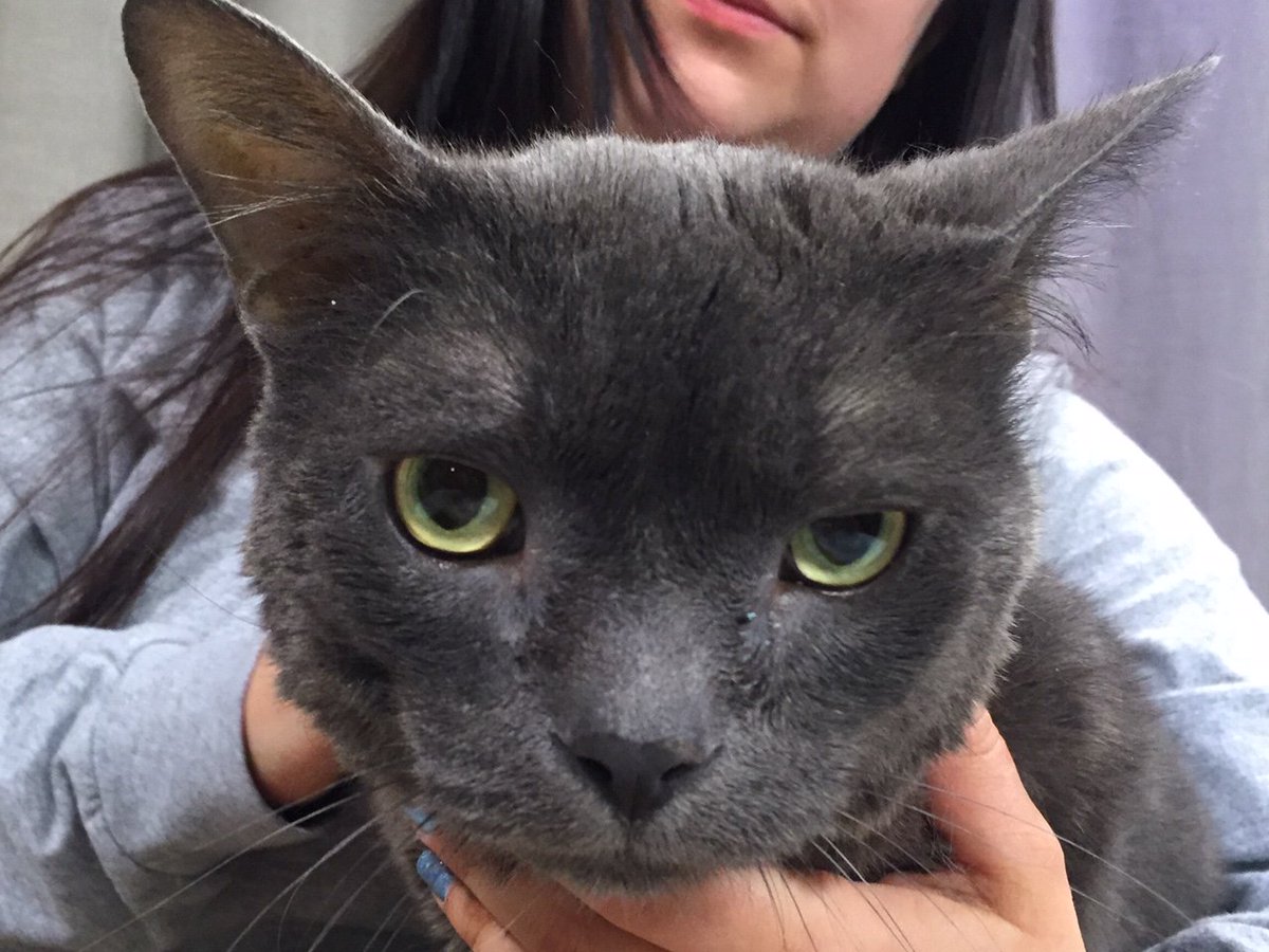 CalowJudi's tweet photo. How's this for in your face? Teddy would love to get up close and personal as part of your family! Who would like to welcome this smokey boy with the lovely green eyes home? Hear his story next week on #InsideDurham on @ROGERStvDurham #ROGERStv @HumaneDurham #NationalPetDay https://t.co/xTDgdGK8p4