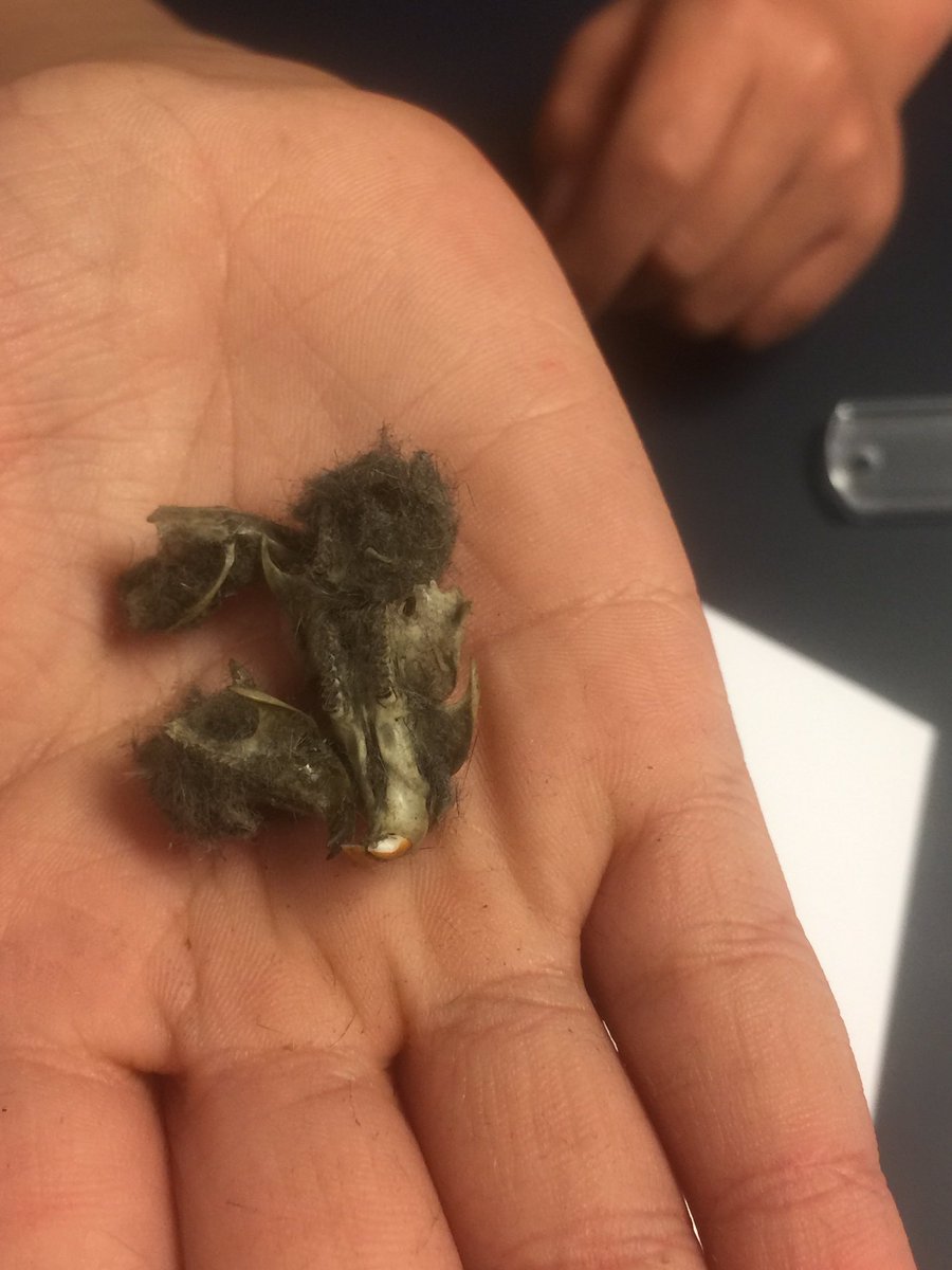 cathyscott0's tweet photo. Exploring food webs by examining owl pellets.  Always a favorite! They want to do this all afternoon.  Sure!
@VoigtAIA_RRISD #Vikingsgotheart https://t.co/zvULz42Rav