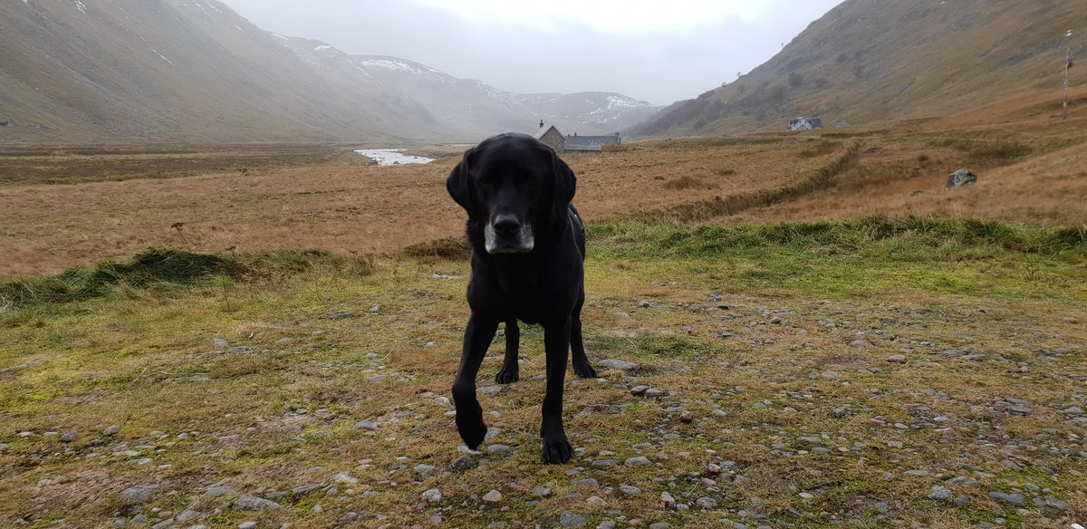 tyrabobo's tweet photo. @QDStores My Vinnie is a Labrador and would love to win a mystery hamper 🤞 https://t.co/bIHiFpfNMl