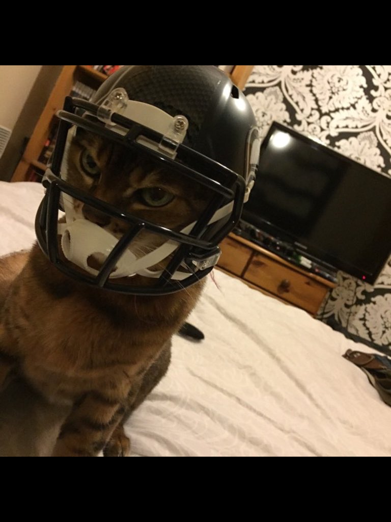 PaulieDobson's tweet photo. @NFLShopEurope Tigger! @Seahawks #nflpets #NationalPetDay https://t.co/MrY7hwgbl7