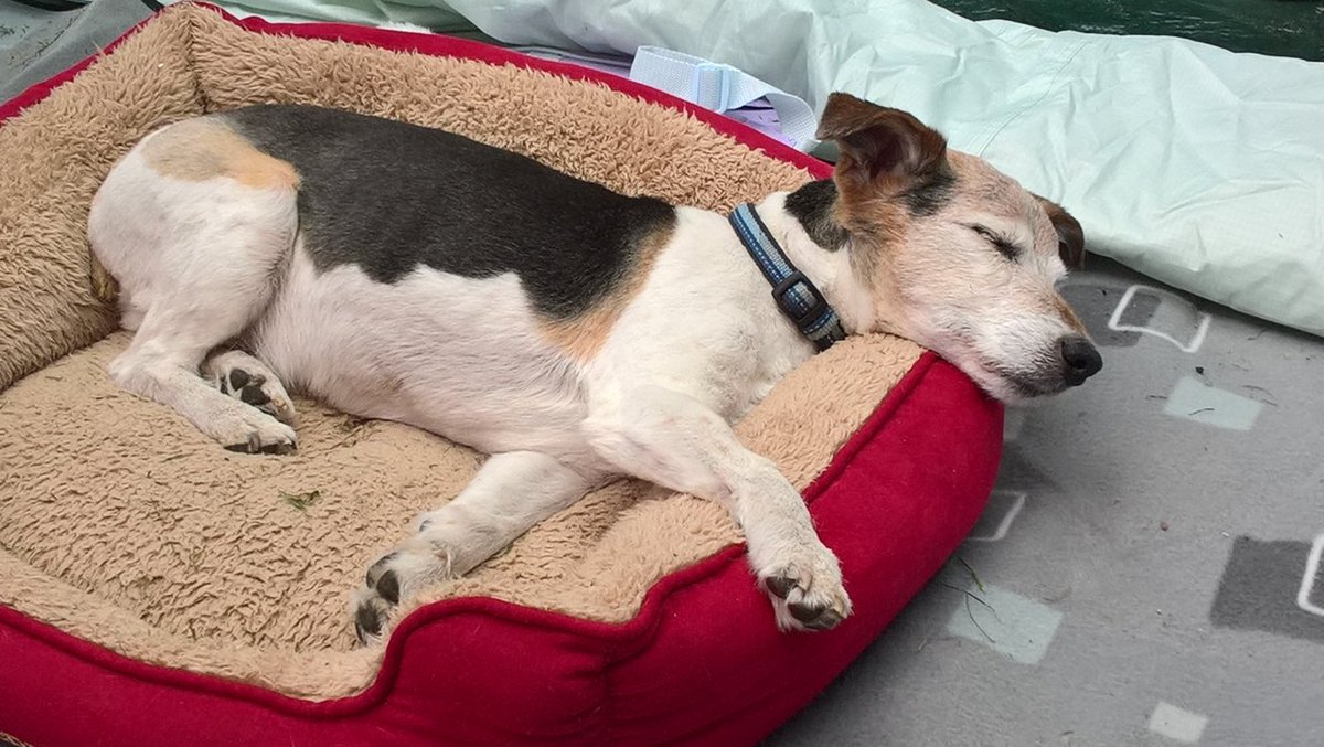 LKelsallKnight's tweet image. So grateful to the #Gower network of dog walkers in #OxwichBay that helped us this morning when Toby went missing. He's 15, with arthritis, dementia and deaf. They located him, kept him safe and loved and reunited us. Old man now back where he belongs.
