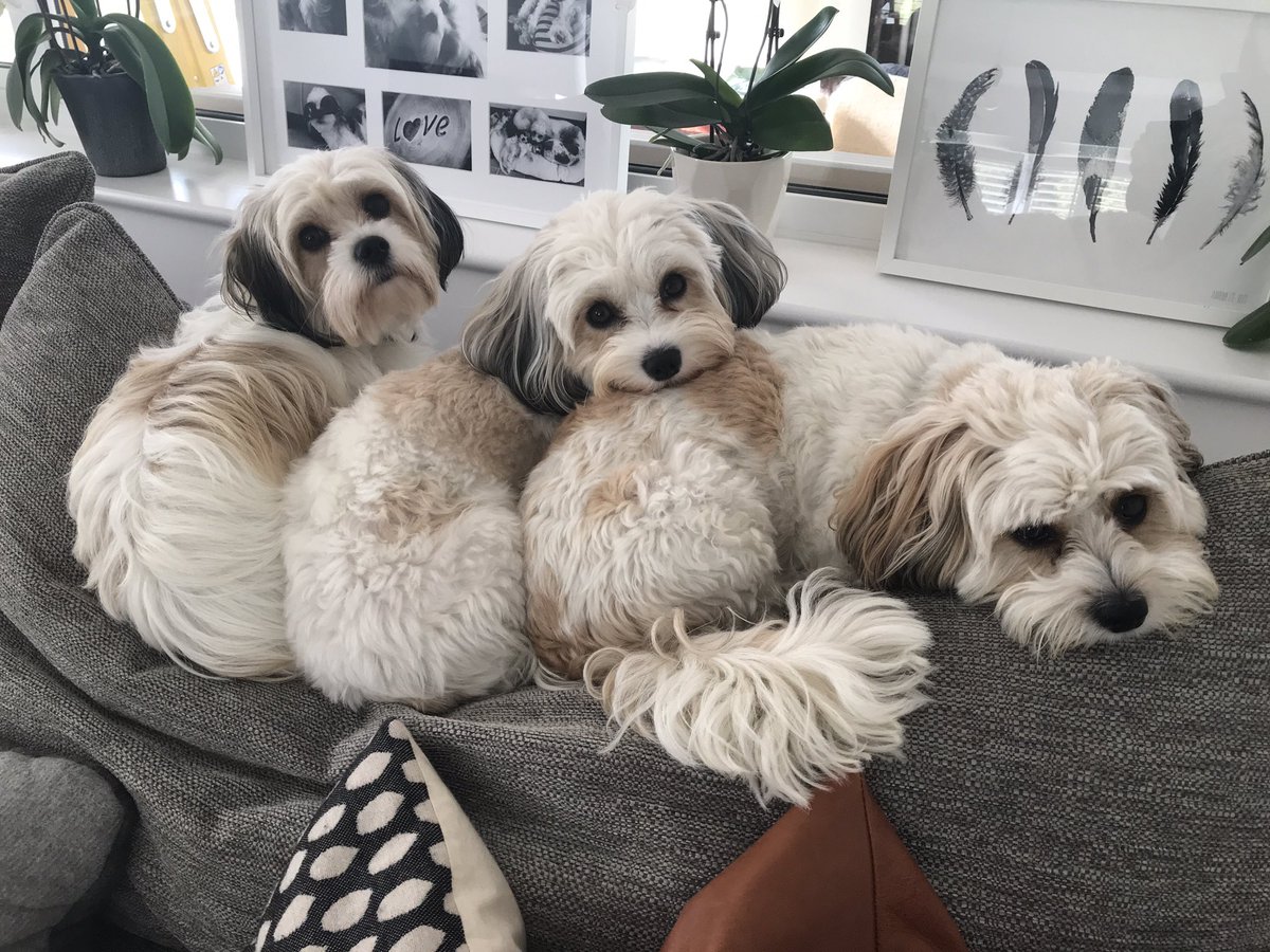 SuzzledMind's tweet image. We have a whole family of mucky pups!! I love them to bits but I love clean floors too 😳 #FlexClean #Competition #RugDoctorUK #CarpetCleaning