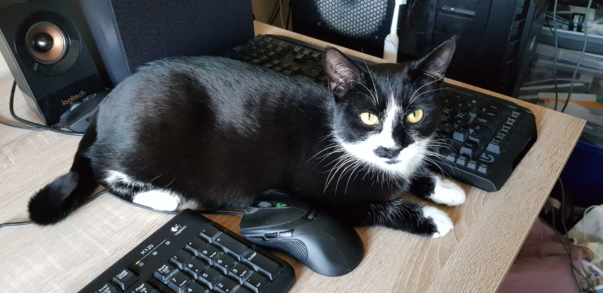 DianaEditor's tweet photo. On #NationalPetDay Maisie has decided she deserves our full attention and work can wait! https://t.co/7dOewxUtWh