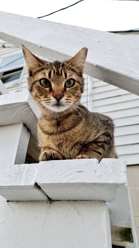 backstretchcats tweet media