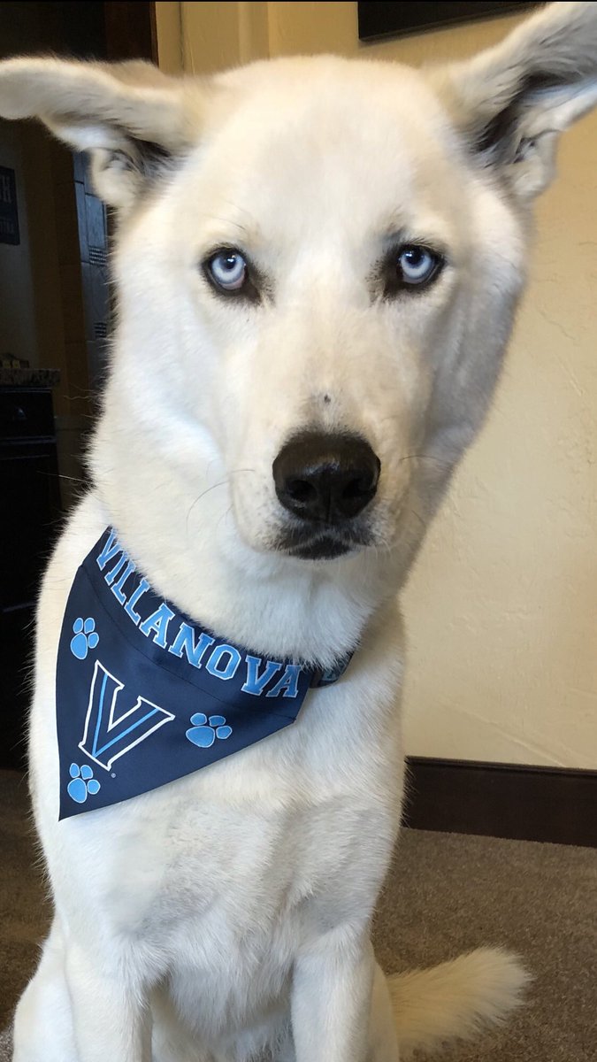 suz1259's tweet photo. Happy National Pet Day!  Zeus proudly supporting his favorite team...A dog who loves his Cats! 💙✌🏻💙 #NovaPets  #NovaAthletics #NovaNation https://t.co/EQEdTD3MX9