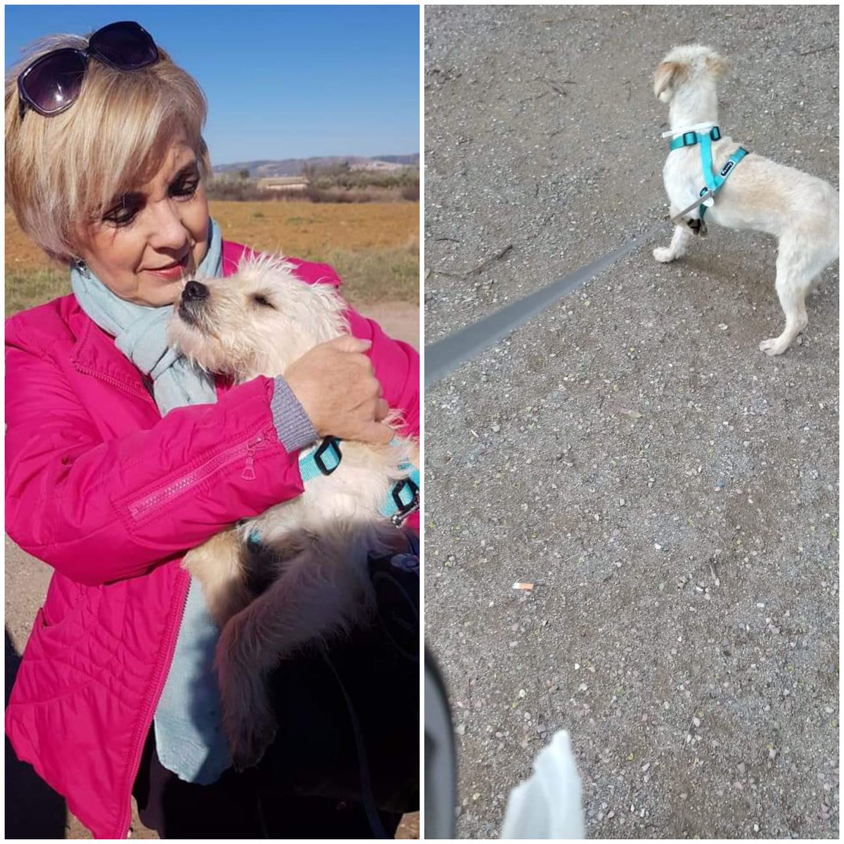 Estamos buscando a Donna, una perrita dócil y buena que se perdió ayer, 10 de abril, en la zona de El Poblado, #Puertollano.  Llevaba un arnés azul y una correa extensible. Por favor, si alguien la encuentra, que se ponga en contacto con nosotros o con <a href="/PuertoLocal092/">Policía Puertollano</a>