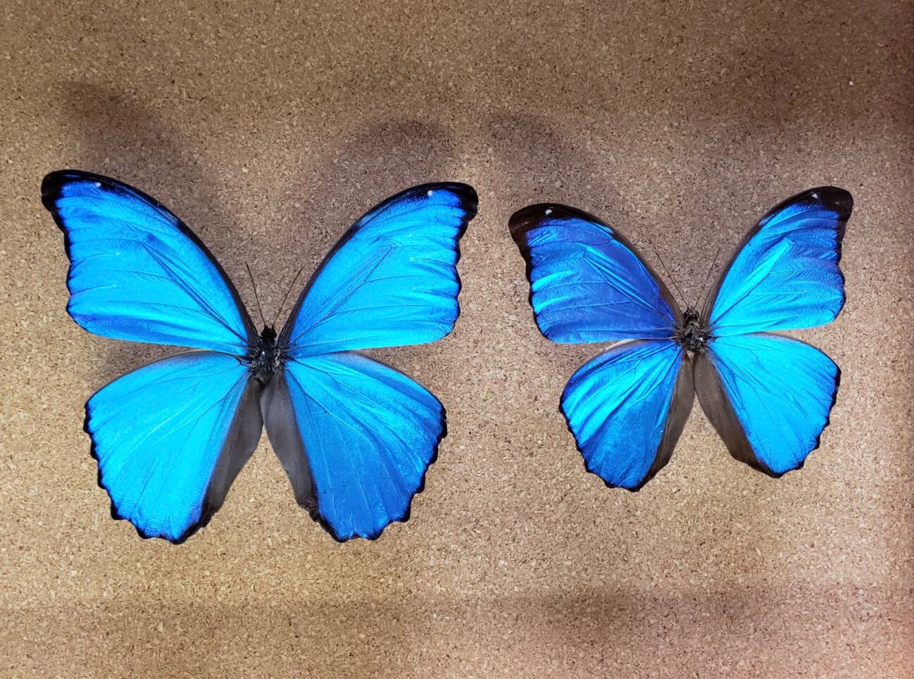 蝶標本】美しいモルフォ ディティウスモルフォ ティンゴマリア ディ