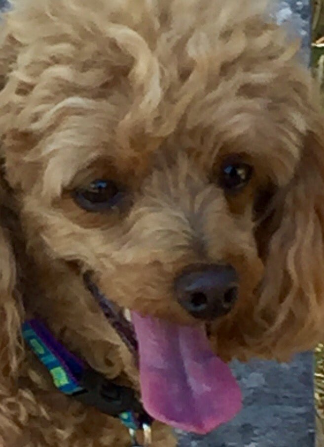 HollySlavick's tweet photo. #7pets https://t.co/H03e1ciU6w