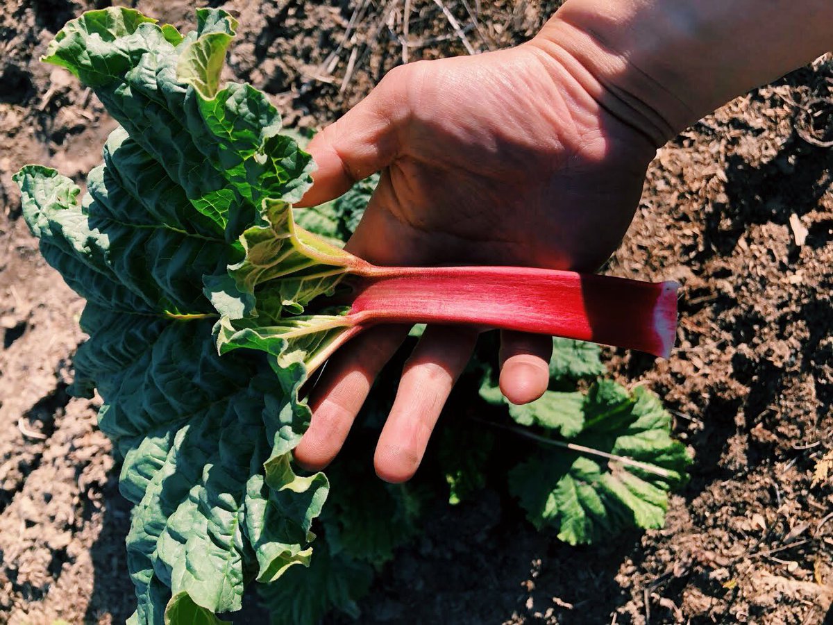 Spring is officially here🌸
BC grown rhubarb is coming next week🥳

#rhubarb #farmersmarket #cherrypit #yyc