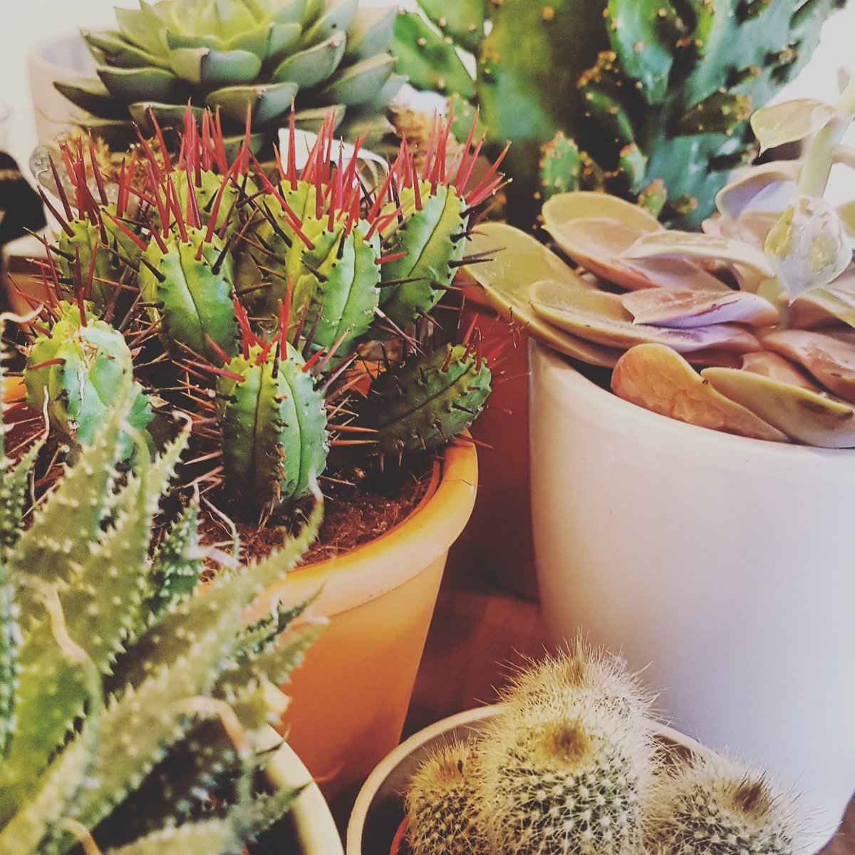 Erm why didn't anybody tell me that I have a cactus problem... 

#cactus #cafe #cafelife