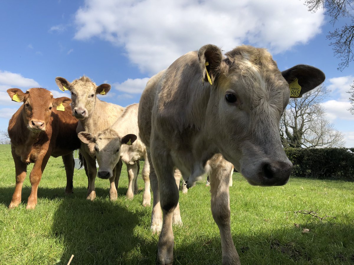 waterfordrandj's tweet photo. Wishing all our customers a good afternoon on this beautiful spring day. Don’t forget all pre-orders ahead of the weekend are greatly appreciated #yorkshiresfinest #springsun #GodsCountry https://t.co/PqicumfPxP
