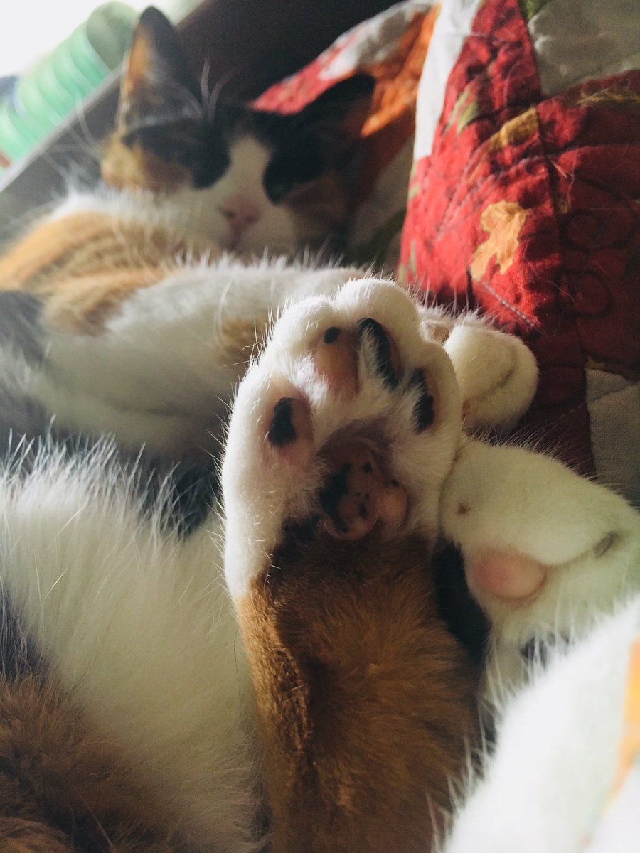 BBolander's tweet photo. #BreakfastBeans for Thursday https://t.co/Amt2ywP03N