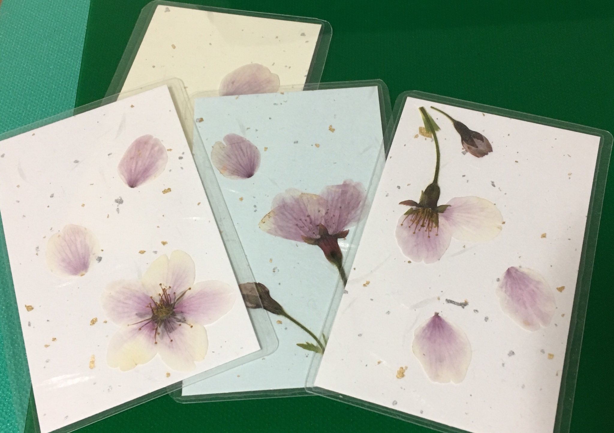 Twitter 上的 やま 桜の押し花作ってラミネートしてみた T Co Waeypzbr0t Twitter