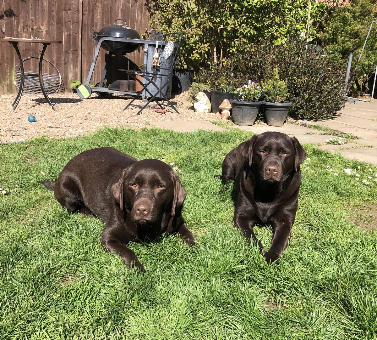 Labradorsisters's tweet photo. Enjoying the sunny ☀️ #NationalPetDay #Labrador #sundogs #justchilljng 😎 https://t.co/ydYzEvquvh